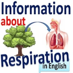 ikon Respiratory System - English