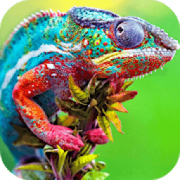 Chameleon Wallpaper HD أيقونة