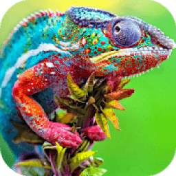 Chameleon Wallpaper HD 1.0
