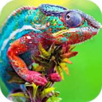 Chameleon Wallpaper HD