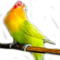 Masteran suara burung Lovebird