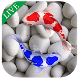 Koi Fish Live In Water Wallpaper आइकन