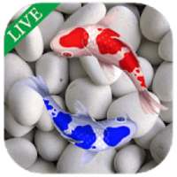 Koi Fish Live In Water Wallpaper