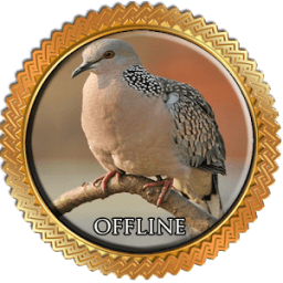 Suara Burung Tekukur Pikat icon