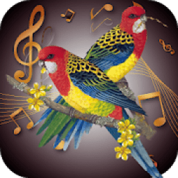 Bird Ringtones - Latest Ringtones 2018 आइकन
