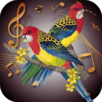 Bird Ringtones - Latest Ringtones 2018