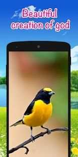 Bird Ringtones - Latest Ringtones 2018 स्क्रीनशॉट 4