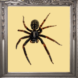 ikon Spider Prank Mirror