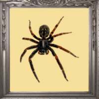 Spider Prank Mirror