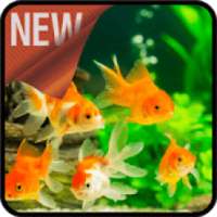 caring for goldfish on 9Apps