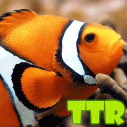 live fish wallpapers 1.00