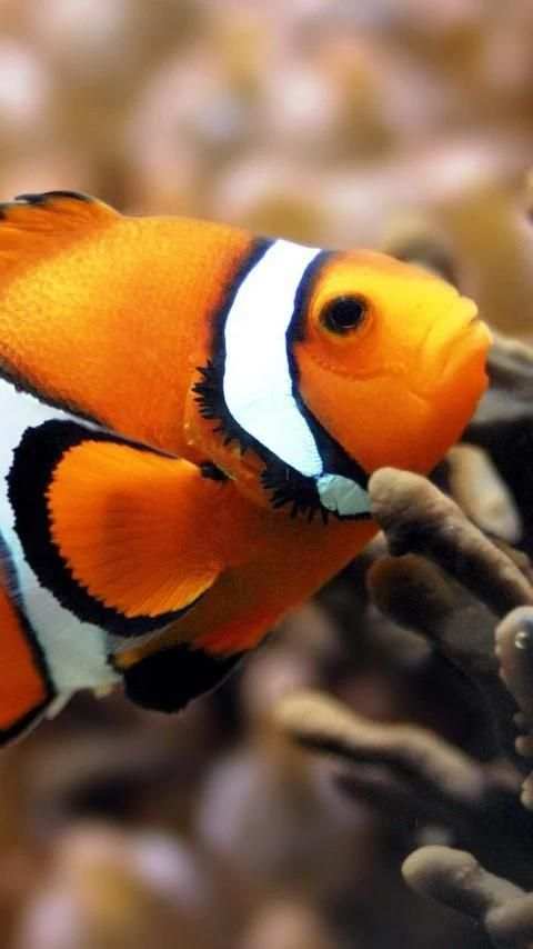 live fish wallpapers screenshot 4