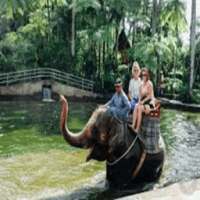 Bali Elephant Live Feed Webcam and Chat