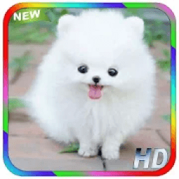 ikon Latest Dog Wallpaper