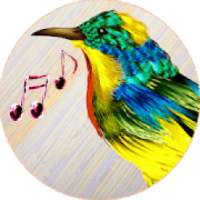 New Bird Sounds Ringtones 2019 Free offline
