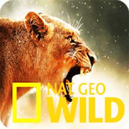NatGeo 1.1
