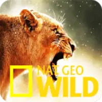 NatGeo APK Download 2023 - Free - 9Apps NatGeo APK Download 2023 - Free - 9Apps