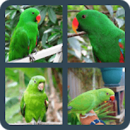 four bird &amp; one answer आइकन