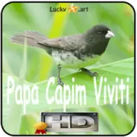 papa - capim  Beautiful birds, Pet birds