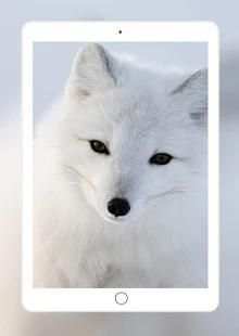 Fox Wallpaper HD स्क्रीनशॉट 6
