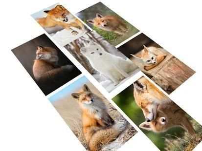 Fox Wallpaper HD स्क्रीनशॉट 2