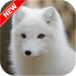 Fox Wallpaper HD आइकन