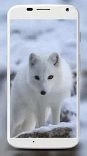 Fox Wallpaper HD स्क्रीनशॉट 16