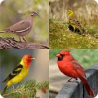 Bird Quiz