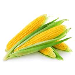 pembelajaran jagung 1.0.0
