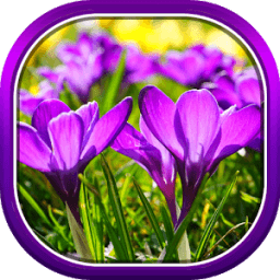 ikon Beautiful Spring Flowers Live Wallpaper