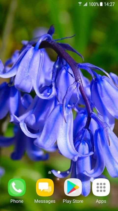 Beautiful Spring Flowers Live Wallpaper screenshot 10