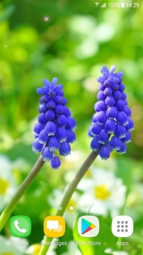 Beautiful Spring Flowers Live Wallpaper screenshot 7