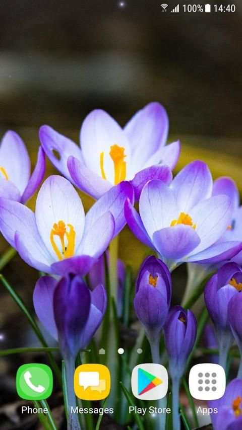 Beautiful Spring Flowers Live Wallpaper screenshot 11