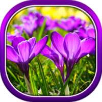 Beautiful Spring Flowers Live Wallpaper