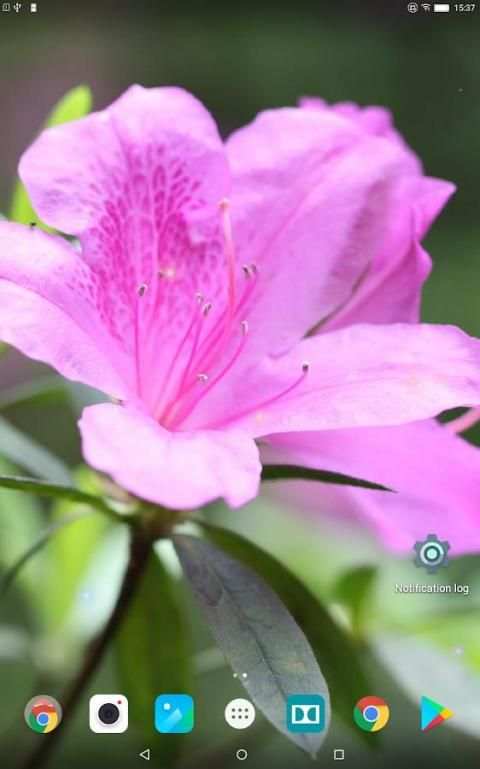 Beautiful Spring Flowers Live Wallpaper screenshot 4