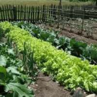 Natural Farming Palwal