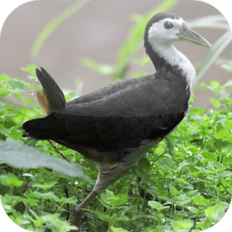 Suara Burung Ruak Ruak icon