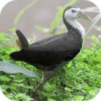 Suara Burung Ruak Ruak on 9Apps