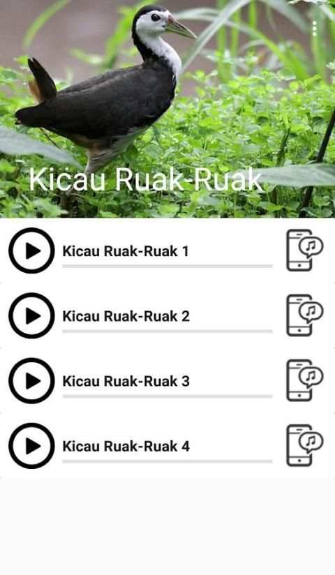 Suara Burung Ruak Ruak screenshot 2