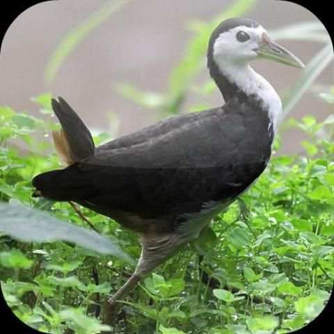 Suara Burung Ruak Ruak screenshot 1