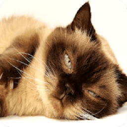 Tile Puzzle Cats icon