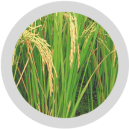 Farmer App आइकन