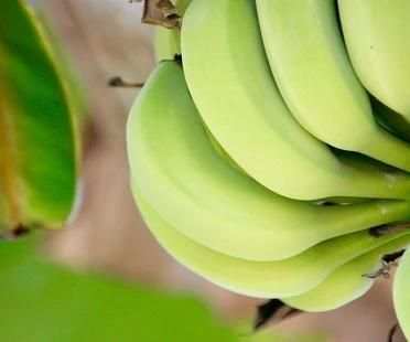 Banana Wallpaper HD screenshot 6