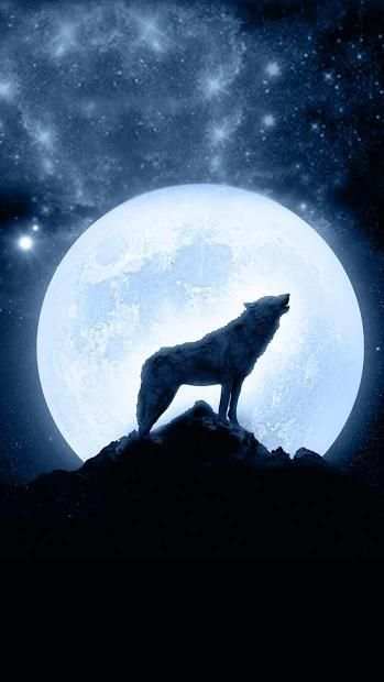 Galaxy ice wolf live wallpaper screenshot 1