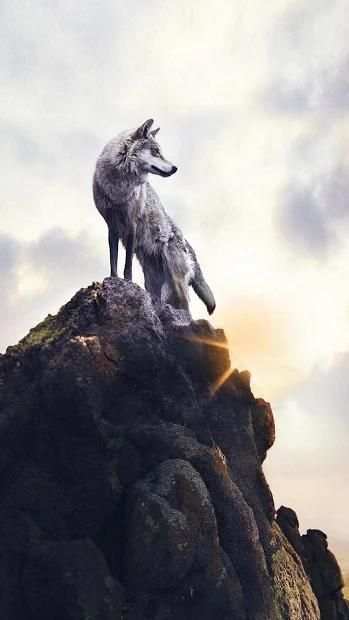 Galaxy ice wolf live wallpaper screenshot 5