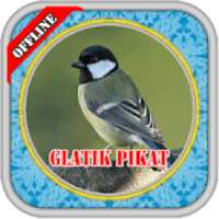 MASTER Burung Glatik PIKAT