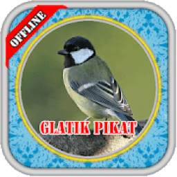 MASTER Burung Glatik PIKAT 3.1