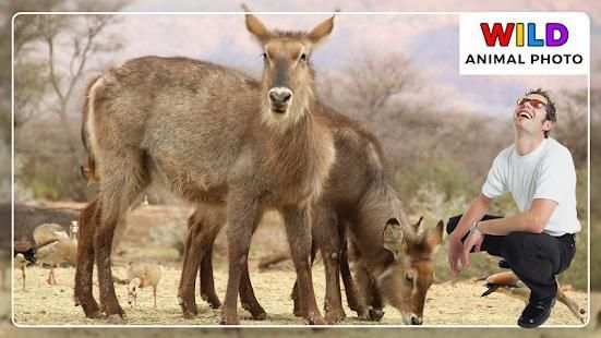 Wild Animal Photo Frames screenshot 4