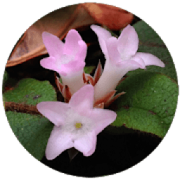 ikon Massachusetts Wildflowers