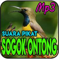 Suara Pikat Burung Sogok Ontong Mp3